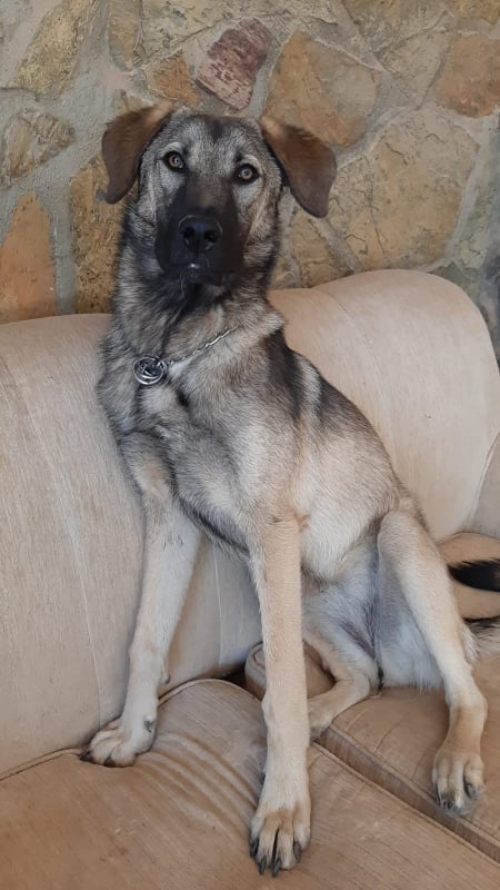 Nova (fka Inci)
